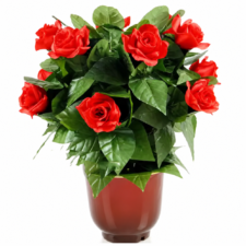 La ilusión del árbol de Rosas - 10 Rosas rojas