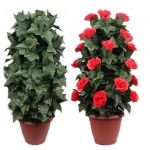 La ilusión del árbol de Rosas - 30 Rosas rojas