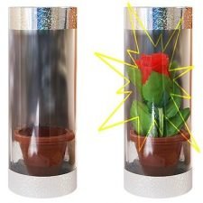 Tubo para Rosa de Aparición